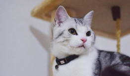 猫咪视频网站,揭秘猫咪视频网站的魅力世界